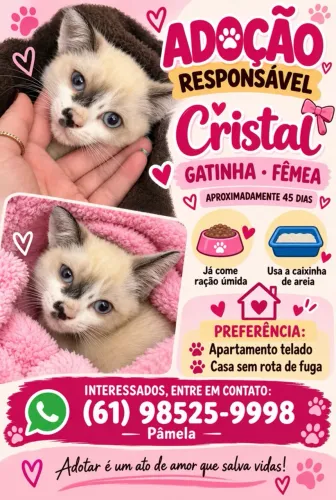 Gata - Adoção responsável 