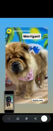 Chow Chow Padrao Americano