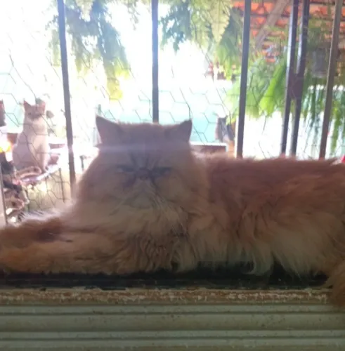 Gatos persas legítimos