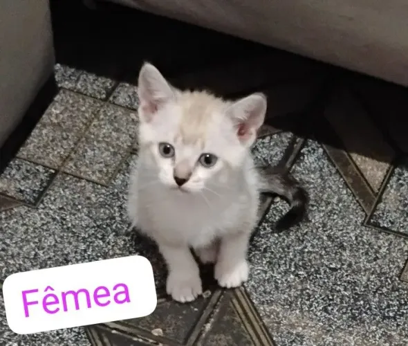 Doação de filhote de gato fêmea