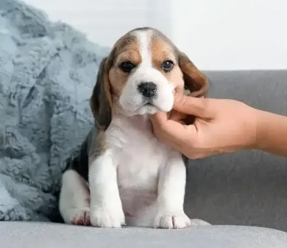 Beagle Mini Filhotes Extraordinários. 