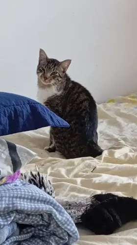 Gato