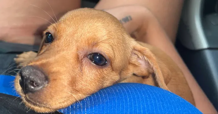 VENDO CACHORRA PINSCHER N01