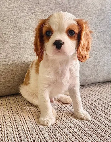FILHOTE CAVALIER KING CHARLES SPANIEL