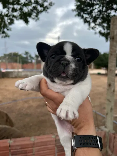 Filhote de Bulldog Francês 