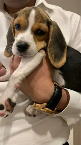 Beagle Um cachorrinho cheio de encanto
