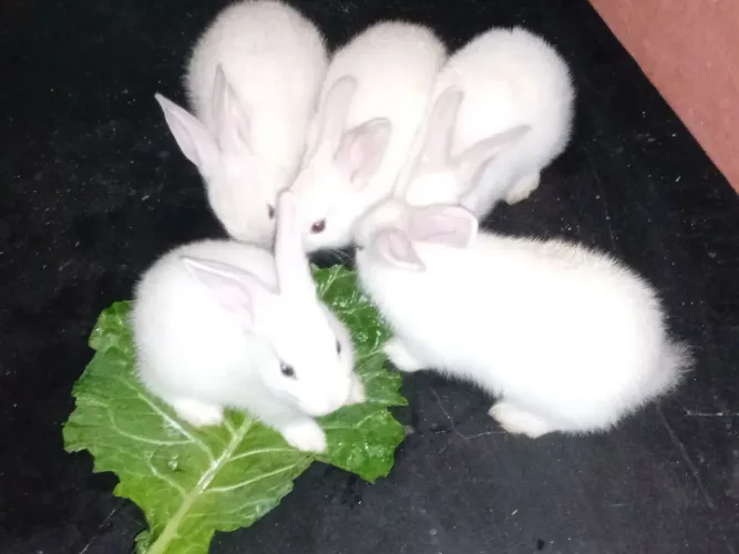 Coelhinhos