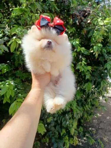 Lindas filhotes de Spitz Alemão, Lulu da Pomerânia Fêmea Anão linda