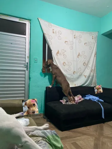 doação de pitbull 