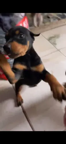 Dobermann orelha operada