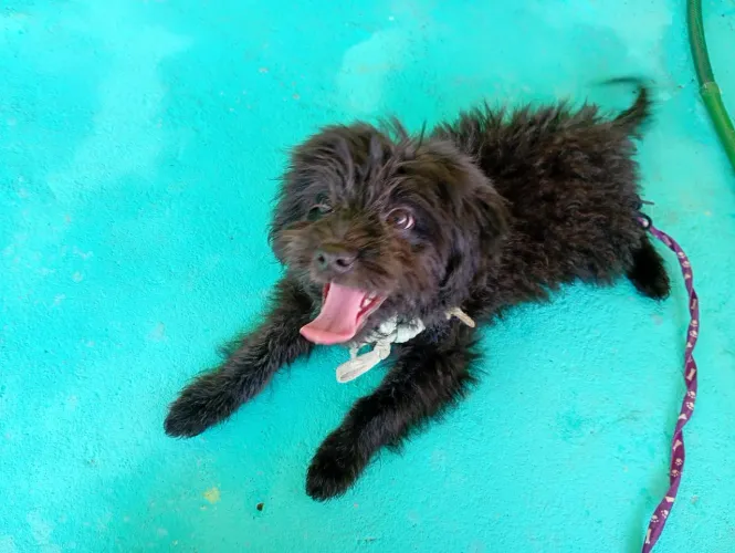 Vende-se Poodle