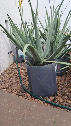 Aloe Barbadensis Miller (Aloe Vera)