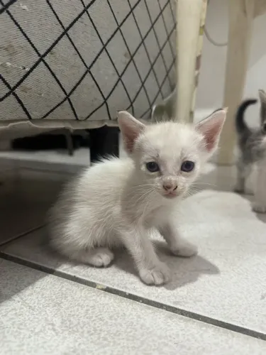 GATINHOS PARA ADOÇAO