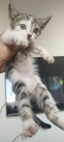 Gata Gato doação