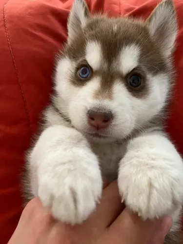 Husky siberiano O carinho mais sincero tem quatro patas