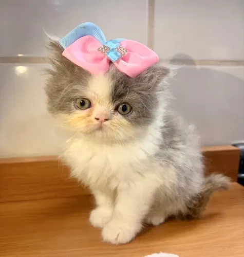 Gato persa- gata filhote persa femea