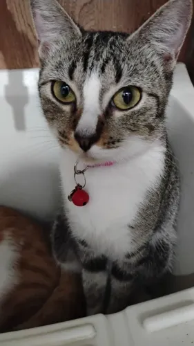 Adoção de gata