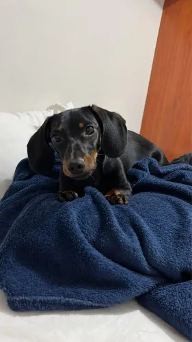 Dachshund