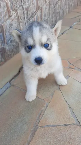 Husky siberiano um presente inesquecível para casais