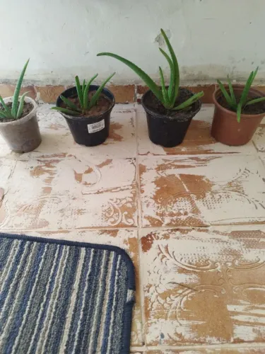 Plantas