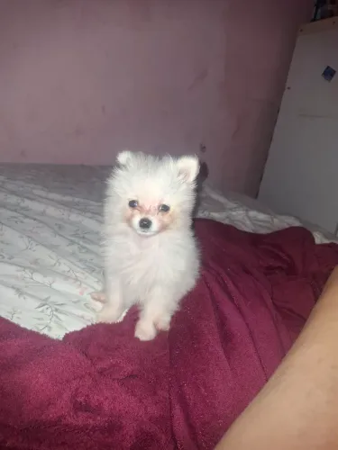 Cachorro spit alemao 
