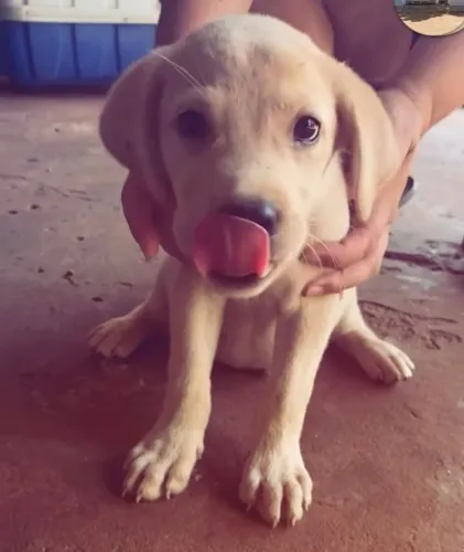 Labrador 