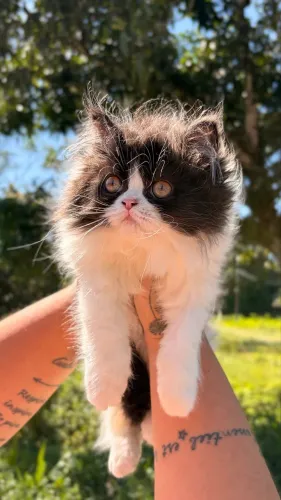 Gato Persa, macho bicolor (frajola)
