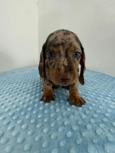 Filhote Dachshund Salsicha