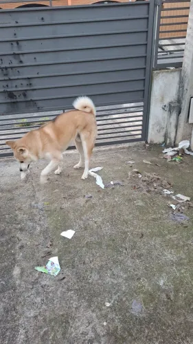 Doação responsável de akita macho. Castrado, com pedigree e com 3 anos