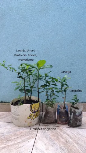 Mudas de Laranja, Tangerina, Umari, Boldo-de- árvore, Malvarisco, Limão- tangerina 