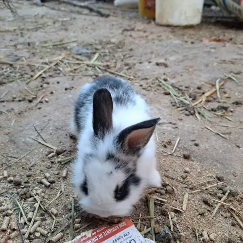 Venha pegar o seu coelhos filhotes.
