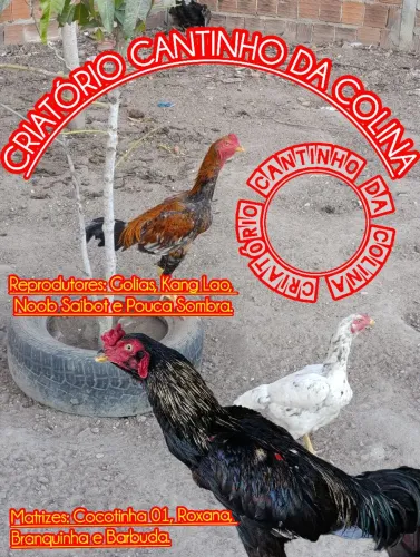 12 OVOS GALADOS /GALOS MURA