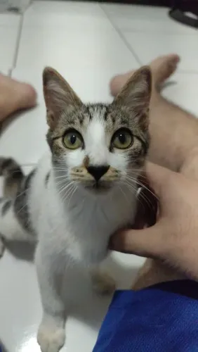 Gato filhote para Adoção 
