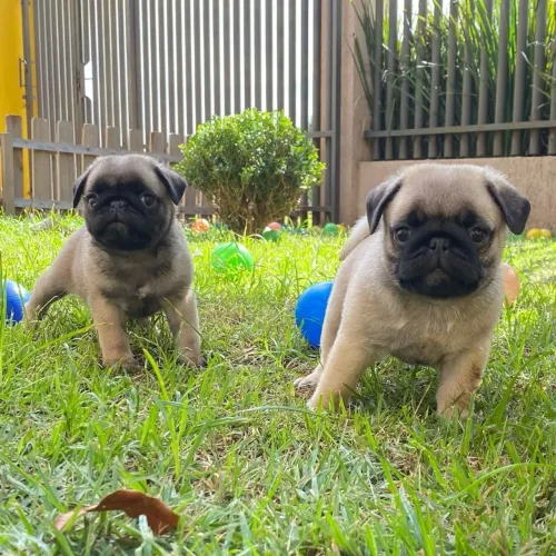 Cachorro pug