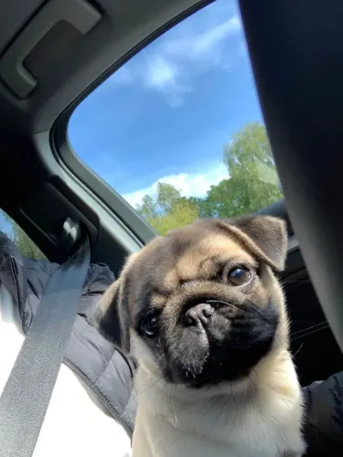 Filhote pug, Seu novo companheiro de aventuras está pronto para ir para casa!