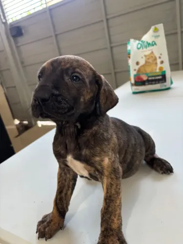 Fila Brasileiro