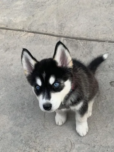 Doação de cachorro filhote de Husky siberiano macho