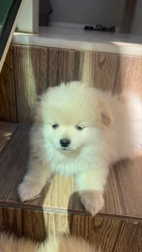 LULU DA POMERANIA