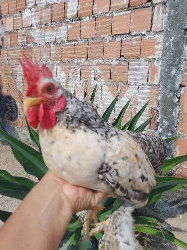 galo Coxim pedrês 3 meses cada um e 90