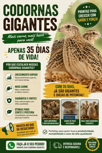 Codornas gigantes com 30 a 35dias de vida!