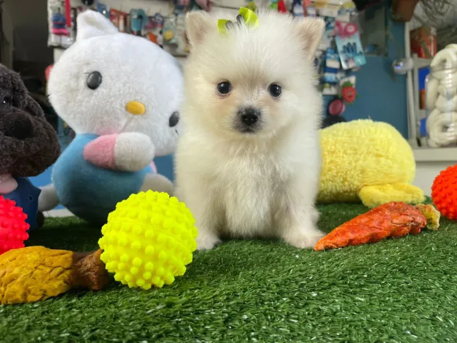Spitz alemão fêmea na promoção