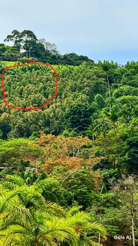 CHÁCARA COM LINDA VISTA EM DOMINGOS MARTINS - 1.000M² EM MELGACINHO
