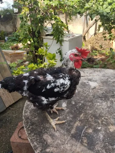 .GALINHA SERTANEJA BALÃO.(GSB) Leia o anúncio.