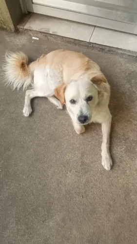 Cachorro macho - Filhote - SÍRIUS
