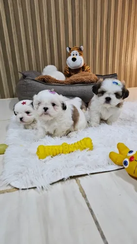 Shihtzu filhotes disponíveis pronta entrega macho e fêmea, em até 12x no cartão.