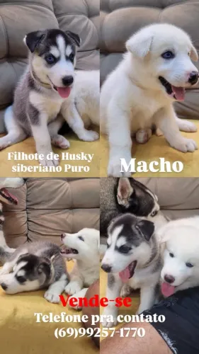 Filhote de husky siberiano