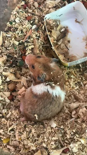  hamster sírio 
