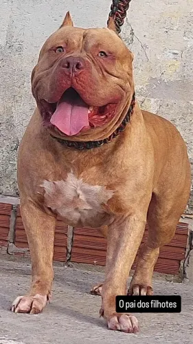 Filhotes de Pitbull puro ?