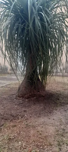 Pata elefante planta