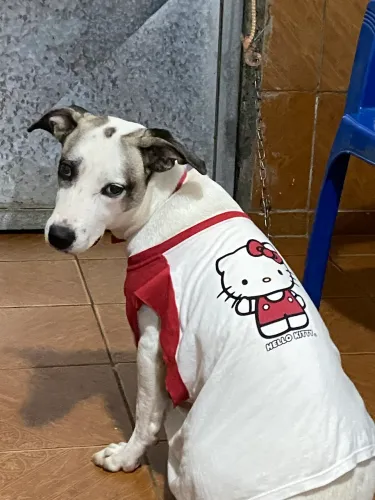 cachorrinha doação 